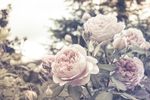薔薇玫瑰花