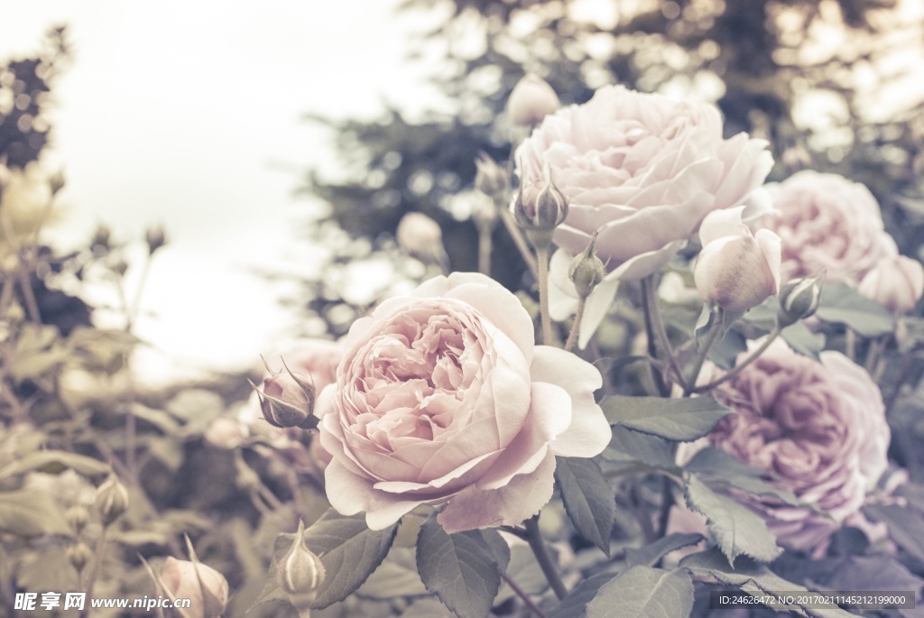 薔薇玫瑰花