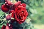 薔薇玫瑰花