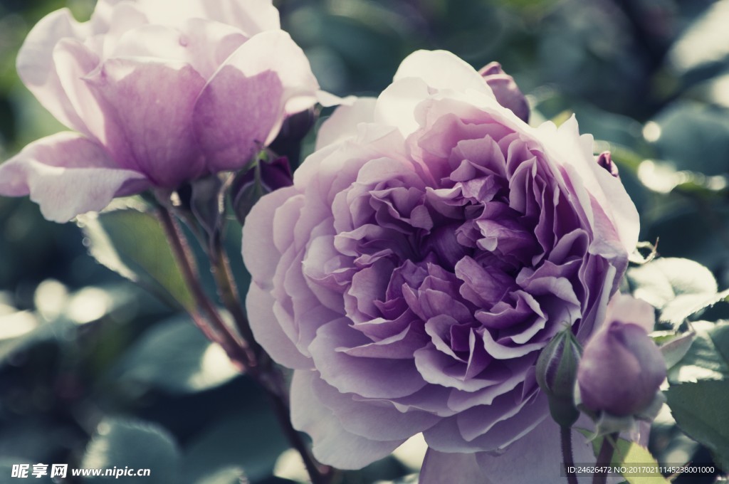 薔薇玫瑰花