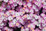 薔薇玫瑰花