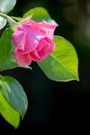 薔薇玫瑰花