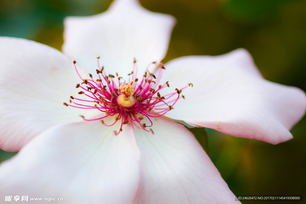 薔薇玫瑰花