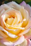 薔薇玫瑰花