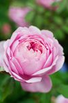 薔薇玫瑰花