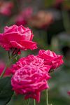 薔薇玫瑰花