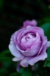 薔薇玫瑰花