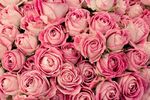 薔薇玫瑰花