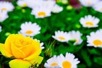 薔薇玫瑰花