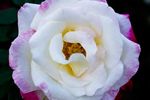 薔薇玫瑰花