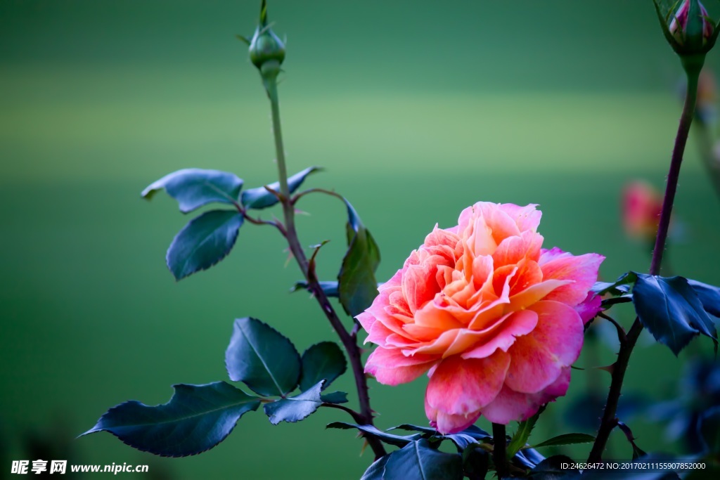 薔薇玫瑰花