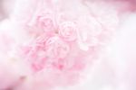 薔薇玫瑰花