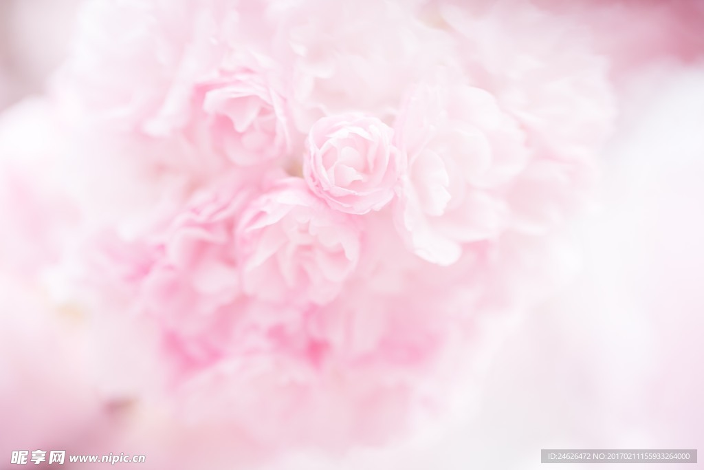 薔薇玫瑰花
