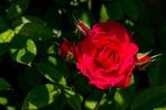 薔薇玫瑰花