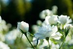 薔薇玫瑰花