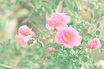 薔薇玫瑰花