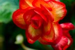 薔薇玫瑰花