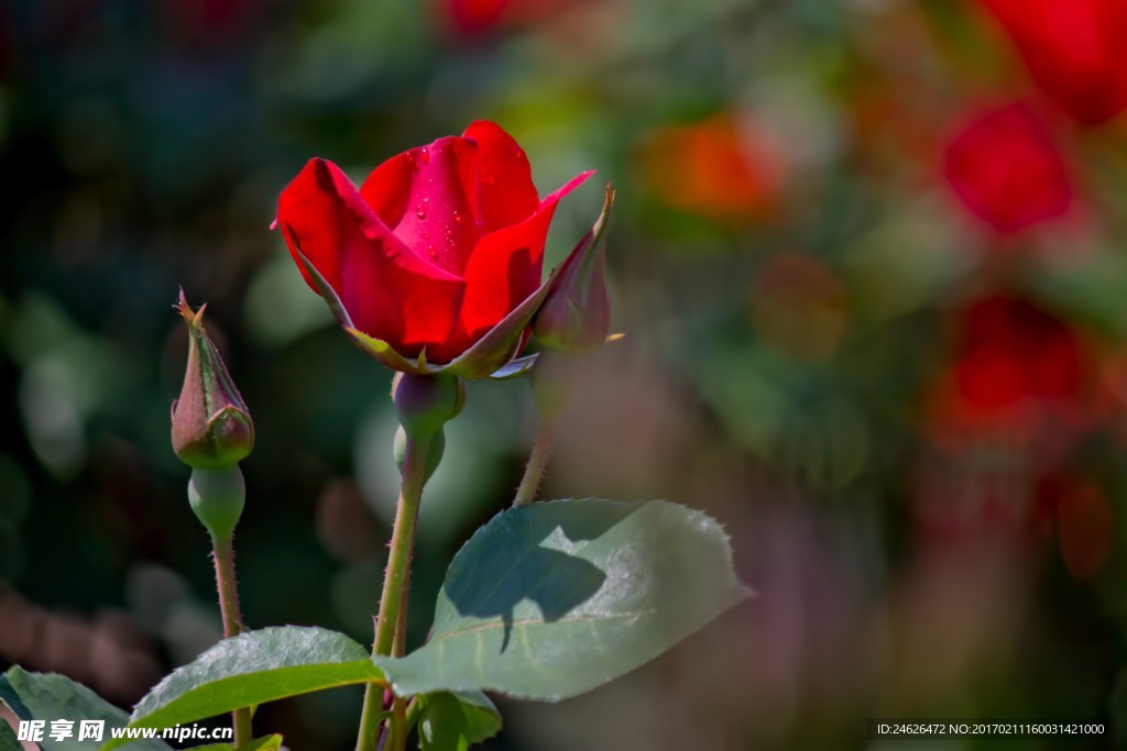 薔薇玫瑰花
