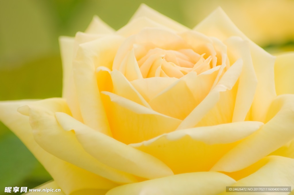 薔薇玫瑰花