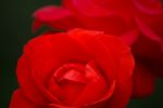 薔薇玫瑰花