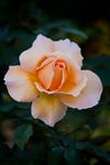 薔薇玫瑰花