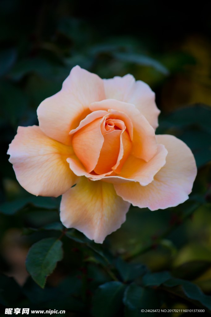 薔薇玫瑰花