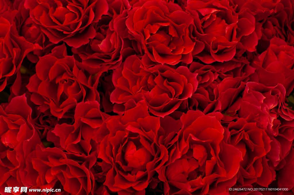 薔薇玫瑰花