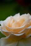 薔薇玫瑰花