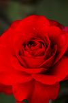 薔薇玫瑰花