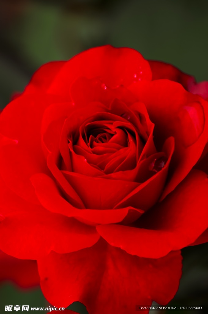 薔薇玫瑰花