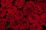 薔薇玫瑰花