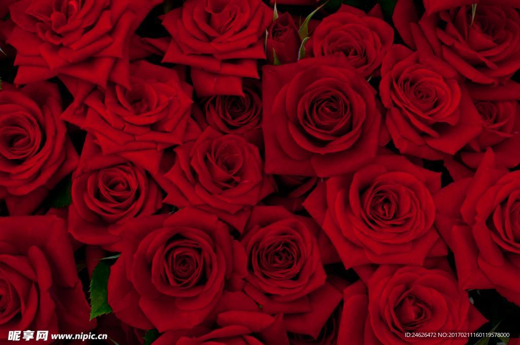 薔薇玫瑰花