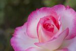 薔薇玫瑰花