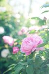 薔薇玫瑰花