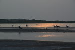 海鸟