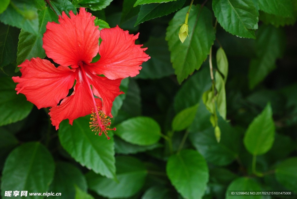 扶桑花