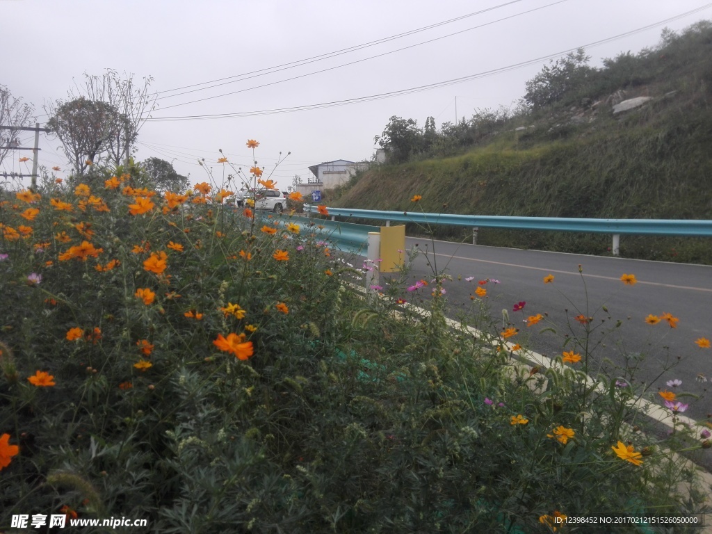 公路边的花草