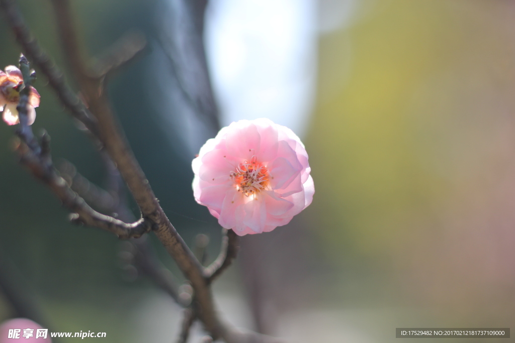 梅花