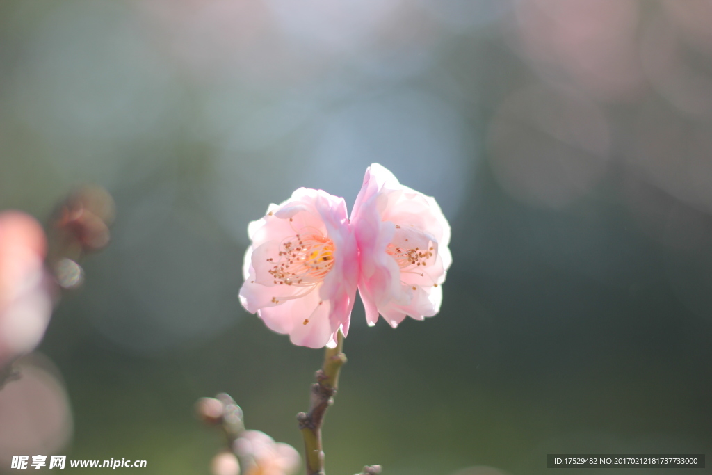 梅花