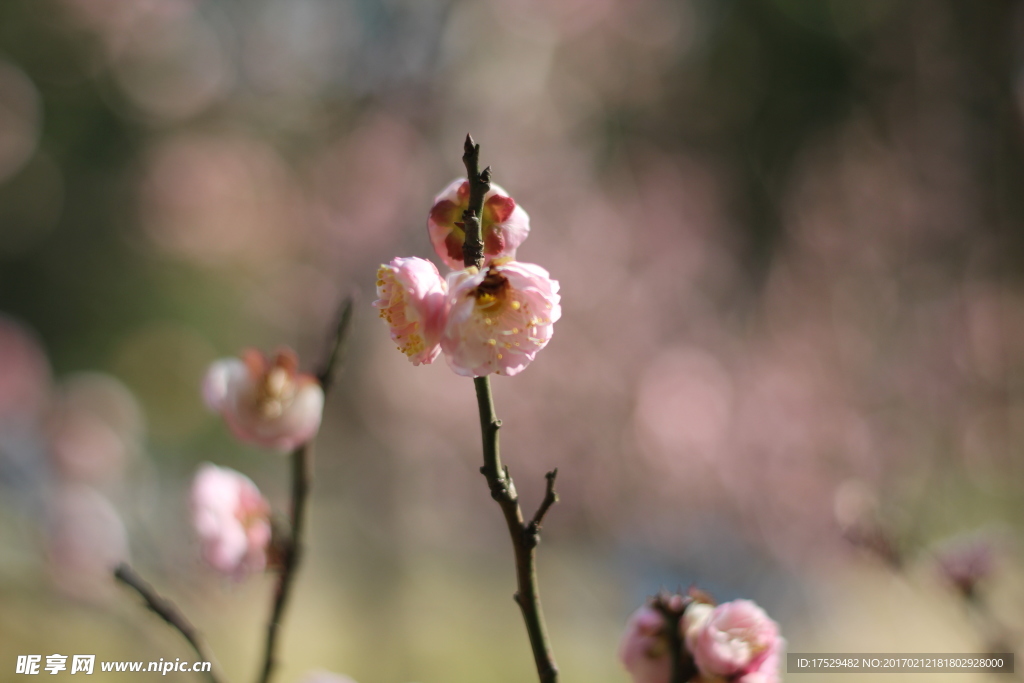 梅花
