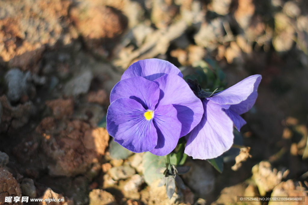 蝴蝶花