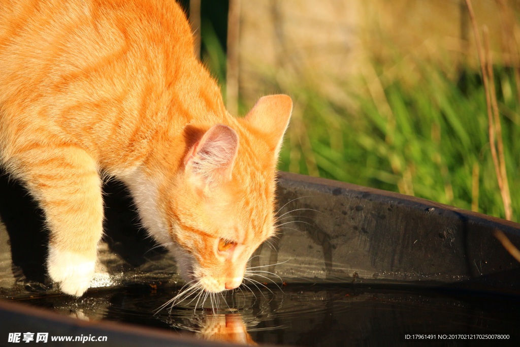 小猫
