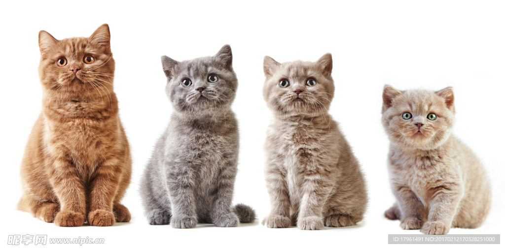 小猫