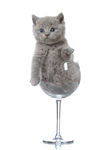 小猫
