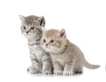 小猫