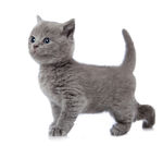 小猫