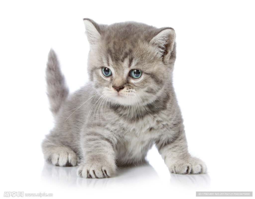 小猫
