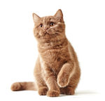 小猫