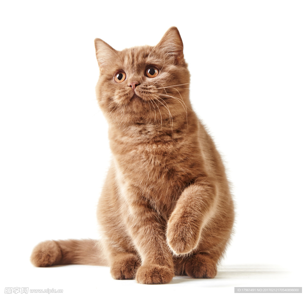 小猫