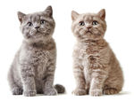 小猫